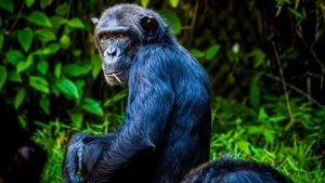 Chimpanzee ‘Civil War’ in Uganda: Chimpanzees Enter Prolonged Conflict After Group Breaks Apart, Scientists Don’t Have Answers