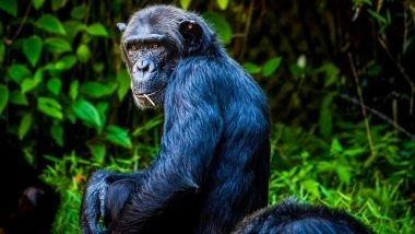 Chimpanzee &lsquo;Civil War&rsquo; in Uganda: Chimpanzees Enter Prolonged Conflict After Group Breaks Apart, Scientists Don&rsquo;t Have Answers