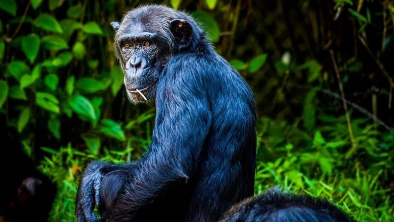 Chimpanzee ‘Civil War’ in Uganda: Chimpanzees Enter Prolonged Conflict After Group Breaks Apart, Scientists Don’t Have Answers