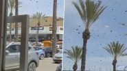 Israel Bee Swarm Video: Thousands of Bees Take Over Streets in Netivot, Residents Urged Stay Indoors