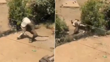 Dhar Leopard Attack: Big Cat Enters Village, Pounces on Forest Guard and Injures 4 Others; Search Underway (Watch Video)