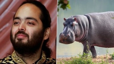 Anant Ambani Urges Colombia To Stop ‘Cocaine Hippos’ Cull Linked to Pablo Escobar, Offers Lifelong Home at Vantara