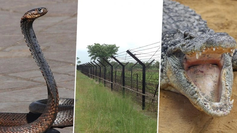 Reptiles As Border Guards? India Considers Using Snakes, Crocodiles on Bangladesh Border