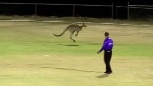 sports-Kangaroo Enters Stadium During Brisbane Champions League 2026 Match (See Pic)
