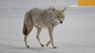 Coyote Attack in California: 4-Year-Old Boy Attacked by Animal in US Driveway, Shocking Video Surfaces Coyote Attack in California: 4-Year-Old Boy Attacked by Animal in US Driveway, Shocking Video Surfaces