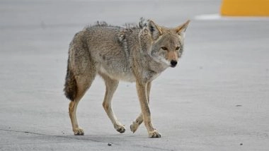Coyote Attack in California: 4-Year-Old Boy Attacked by Animal in US Driveway, Shocking Video Surfaces