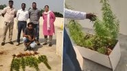 Hyderabad: Former Software Engineer Arrested for Growing Ganja on House Terrace in Nacharam; 17 Cannabis Plants Seized (See Pics and Video)