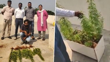 Hyderabad: Former Software Engineer Arrested for Growing Ganja on House Terrace in Nacharam; 17 Cannabis Plants Seized (See Pics and Video)