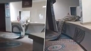social-viral-Crocodile Slithers Into Zimbabwe Hotel, Shocks Guests by Climbing Kitchen Counter; Video Goes Viral