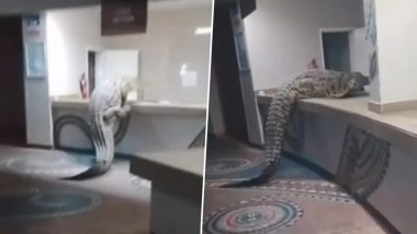 Crocodile Slithers Into Zimbabwe Hotel, Shocks Guests by Climbing Kitchen Counter; Video Goes Viral