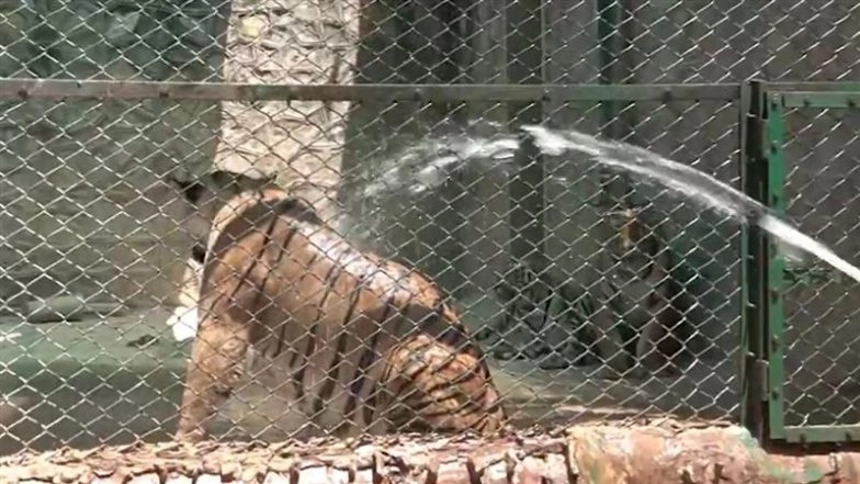 Jaipur Heatwave: Rising Temperatures Force Nahargarh Park To Sprinkle Water on Lions, Use Coolers, Hydration Diet (Watch Video)