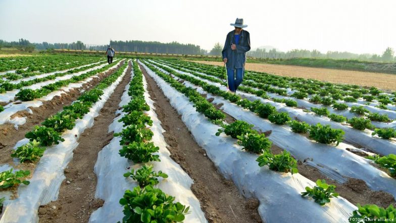 How Farmers Adapt as Iran War Fertilizer Crunch Heats Up
