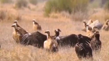 India News | Rare Congregation of Steppe Eagles Spotted in Rajasthan's Desert National Park