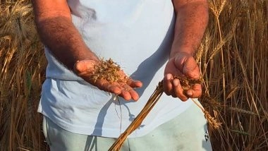 India News | Haryana Farmers Demand Compensation from Govt After Unseasonal Rain Damages Crop