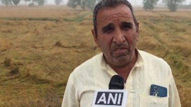 India News | Unseasonal Rain, Hail Destroy Wheat Crop in Haryana's Jhajjar; Farmers Seek Government Relief