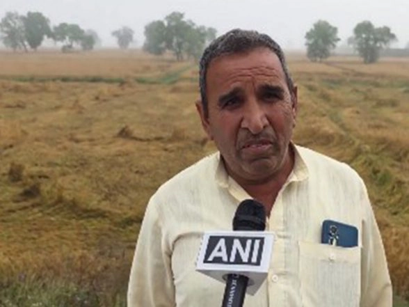 India News | Unseasonal Rain, Hail Destroy Wheat Crop in Haryana's Jhajjar; Farmers Seek Government Relief