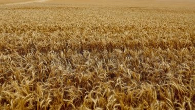 World News | Severe Rain, Hailstorms Ravage Mature Wheat Crops in Pakistan's Punjab