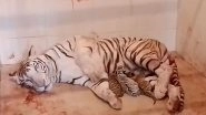 India News | MP: White Tiger 'Meera' Gives Birth to Three Cubs at Gwalior Zoo