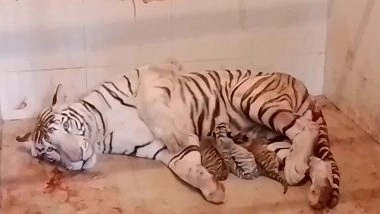 India News | MP: White Tiger 'Meera' Gives Birth to Three Cubs at Gwalior Zoo