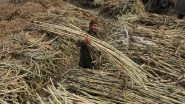 World News | Pakistan's Sugar Glut Exposes Policy Gaps Amid Economic Strain