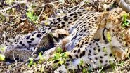 India News | Indian-born Cheetah Gives Birth to 4 Cubs in Wild at Kuno National Park in Madhya Pradesh