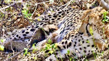 India News | Indian-born Cheetah Gives Birth to 4 Cubs in Wild at Kuno National Park in Madhya Pradesh