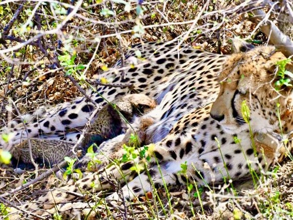 India News | Indian-born Cheetah Gives Birth to 4 Cubs in Wild at Kuno National Park in Madhya Pradesh