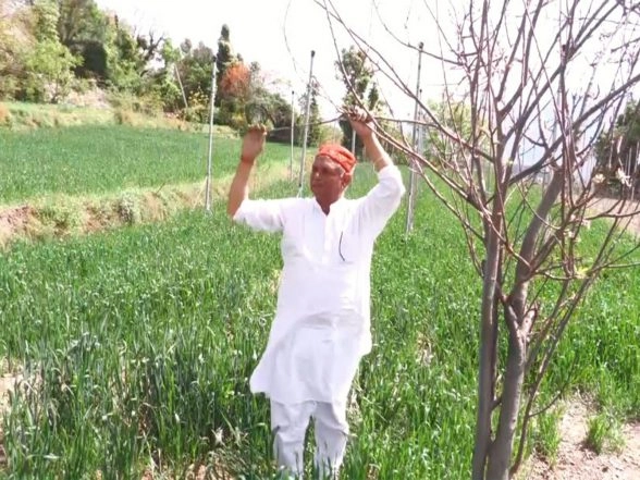 India News | Jammu and Kashmir: 60-year-old Farmer Transforms Six Kanals into Thriving Apple Hub