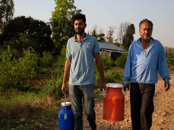 World News | Members of Nepal's Middle East Diaspora Return Home to Invest in Agriculture, Dairy Farming After Govt Policy Tweak