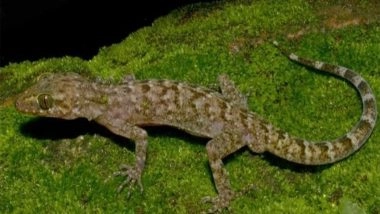 India News | New Bent-toed Gecko Species Discovered in Assam