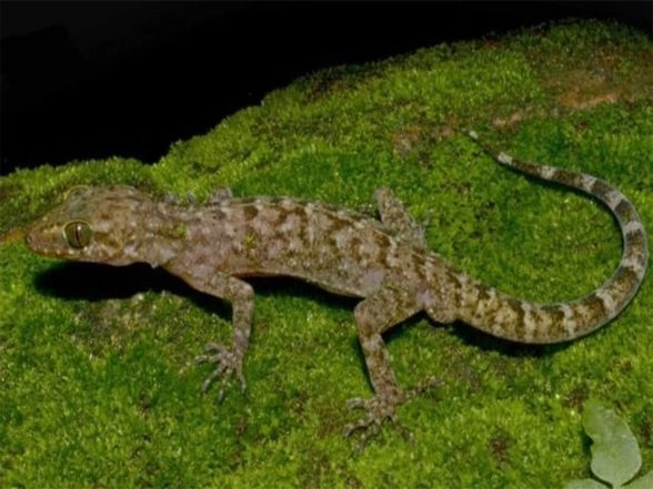 India News | New Bent-toed Gecko Species Discovered in Assam