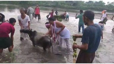 Entertainment News | Assam Begins Week-long Rongali Bihu Celebrations with Traditional Goru Bihu