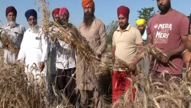India News | Punjab Farmers Celebrate Vaisakhi with Enthusiasm, Harvesting Wheat