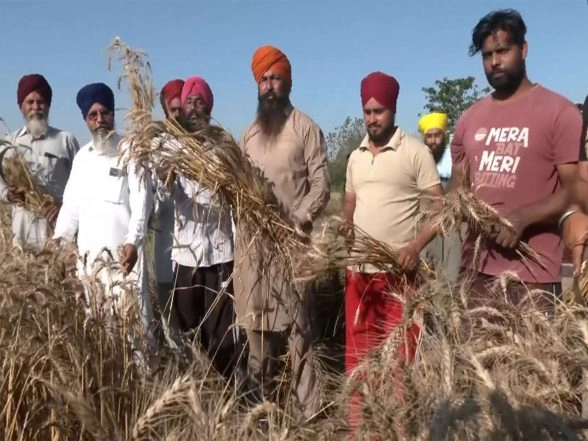 India News | Punjab Farmers Celebrate Vaisakhi with Enthusiasm, Harvesting Wheat