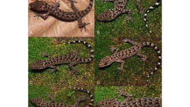 India News | New Gecko Species Cyrtodactylus Jayadityai Discovered in Northeast India