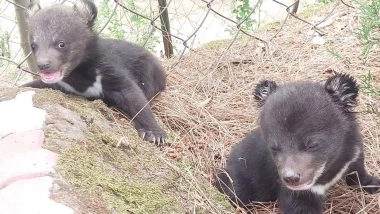 India News | Himachal: Two Abandoned Himalayan Black Bear Cubs Rescued in Theog, Shifted to Shimla for Intensive Care