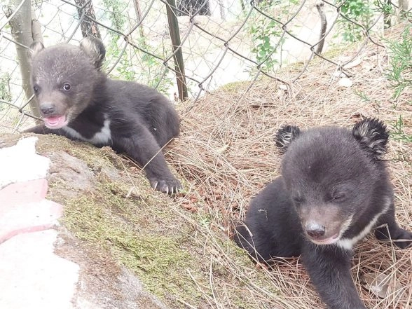 India News | Himachal: Two Abandoned Himalayan Black Bear Cubs Rescued in Theog, Shifted to Shimla for Intensive Care