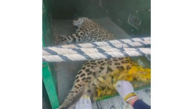 India News | Himachal: Leopard Rescued from Snare in Solan, Undergoing Treatment in Shimla