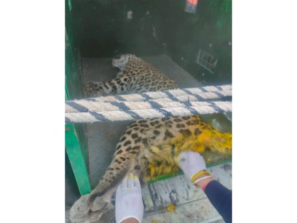 India News | Himachal: Leopard Rescued from Snare in Solan, Undergoing Treatment in Shimla