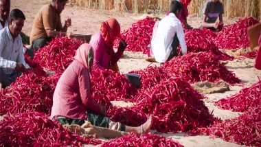 India News | Red Gold from Rajasthan Powers Rural Success Story
