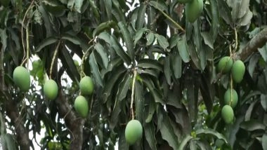 India News | Malda Mango Traders Push for Airport Reopening to Boost Exports and Farmer Earnings Ahead Assembly Elections
