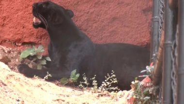 India News | Shadow of Forest Returns: Vizag Zoo Unveils Black Panther After 4-decade Hiatus