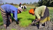 Business News | Govt Expands MSP Procurement in Chhattisgarh; Launches First Structured Pulse Procurement in Bihar