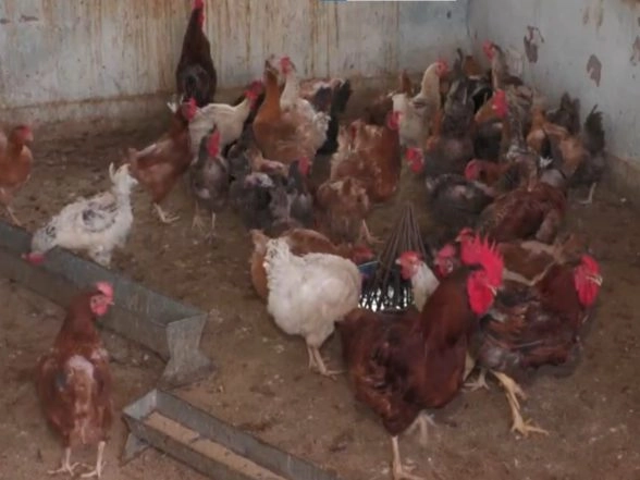 India News | J-K: Udhampur Poultry Farms Take Preventive Steps Amid Heatwave