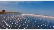India News | 'Flamingo City' in Kutch to Blackbucks in Chhattisgarh: PM Modi Hails Local Conservation Efforts Reshaping Human-nature Relations