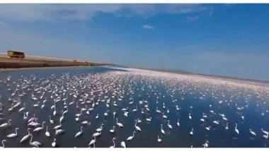 India News | 'Flamingo City' in Kutch to Blackbucks in Chhattisgarh: PM Modi Hails Local Conservation Efforts Reshaping Human-nature Relations