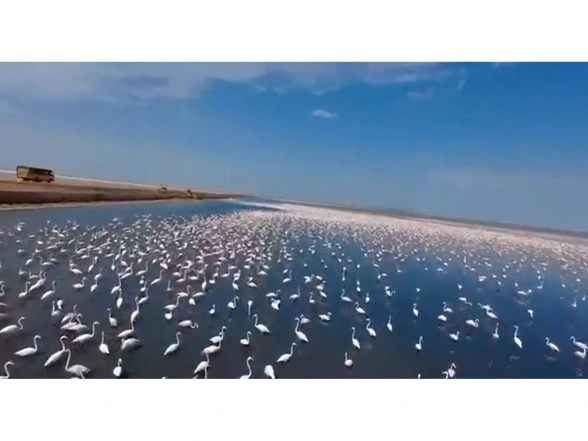 India News | 'Flamingo City' in Kutch to Blackbucks in Chhattisgarh: PM Modi Hails Local Conservation Efforts Reshaping Human-nature Relations