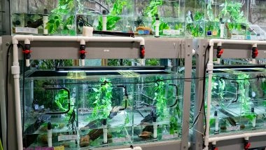 Business News | World First for Endangered Frogs Facing Extinction