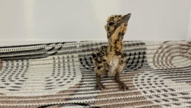 India News | Great Indian Bustard Comeback: 82 Birds Now at Jaisalmer Conservation Centers