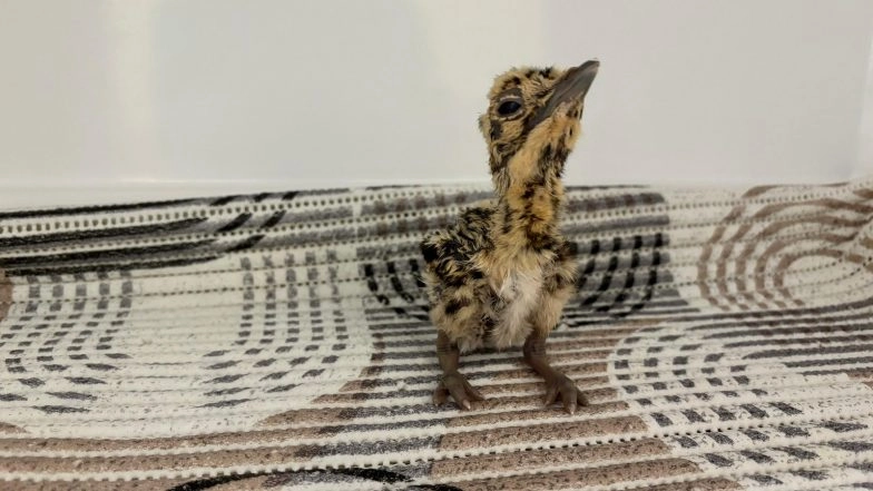 India News | Great Indian Bustard Comeback: 82 Birds Now at Jaisalmer Conservation Centers